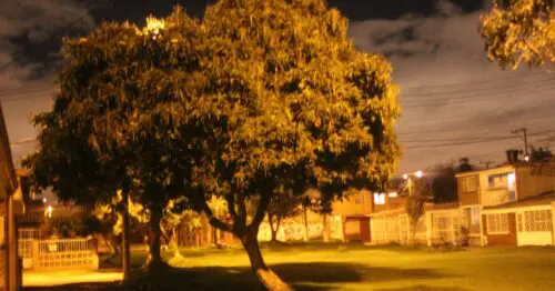 PARQUE PALESTINA LA FLORA PARQUE PALESTINA LA FLORA